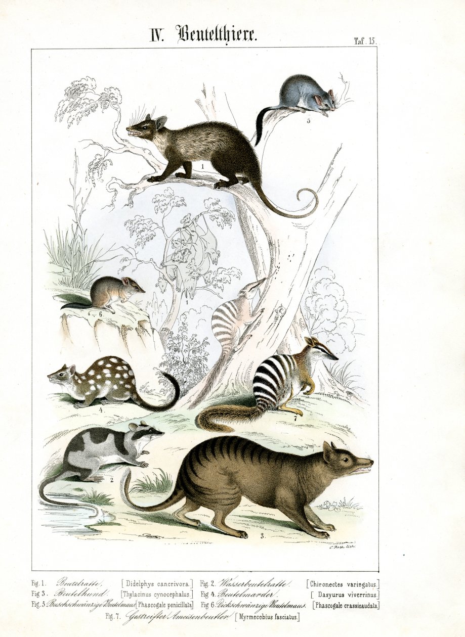 Various Marsupials from Australia and America by C. Roth