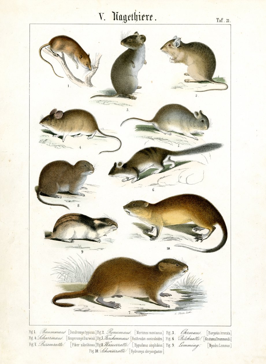 Various Rodent Species by C. Roth