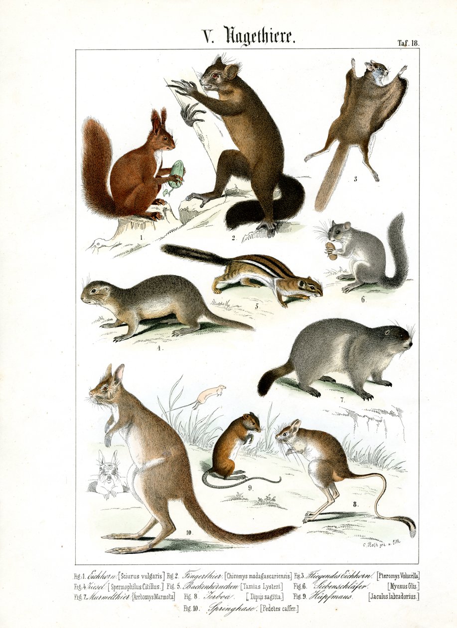 Various Rodent Species from Europe and America by C. Roth