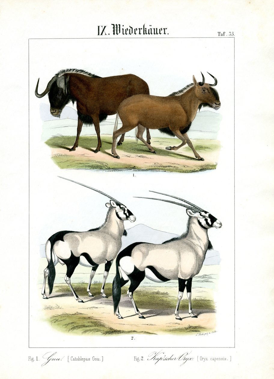 Wildebeest and Gemsbok by C. Roth