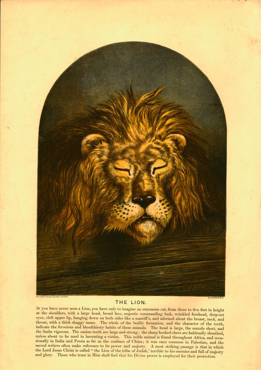 The Lion by C Sheeres