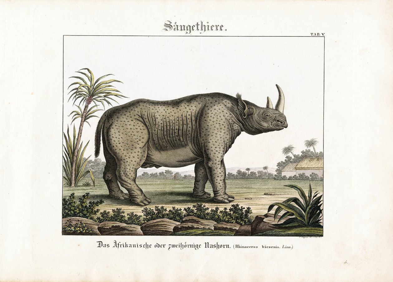 African or Two-horned Rhinoceros by C. Steglich