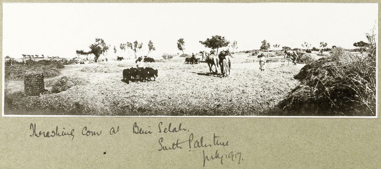 Threshing corn at Beni Selah, July 1917 by Capt. Arthur Rhodes