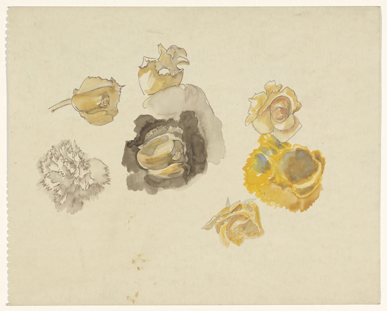Studies of Yellow Flowers by Carel Adolph Lion Cachet