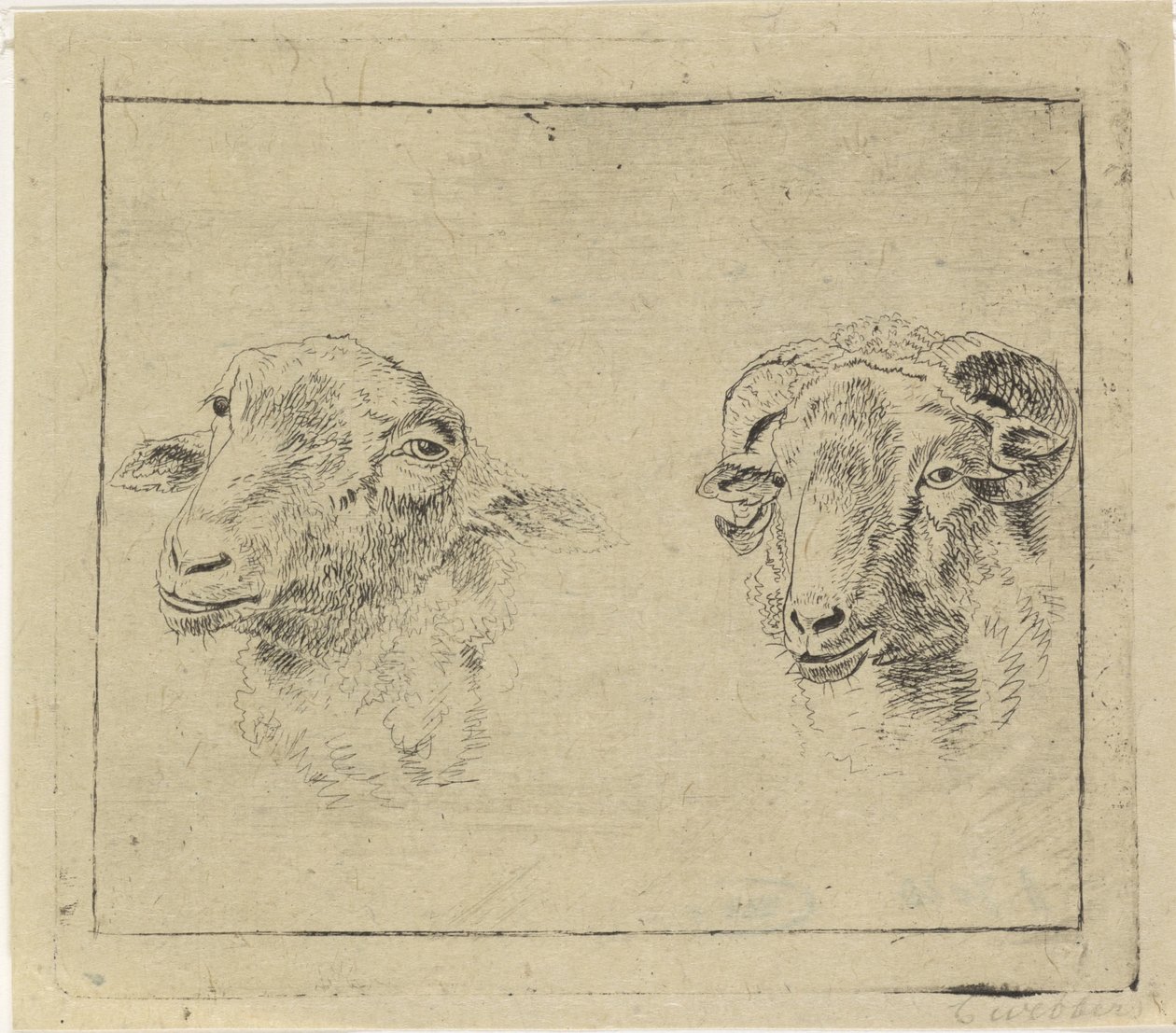Head of a Ram and Head of a Sheep by Carel Webbers