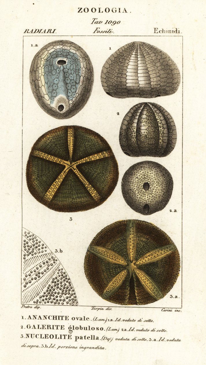Fossils of extinct sea urchins by Carini Carini