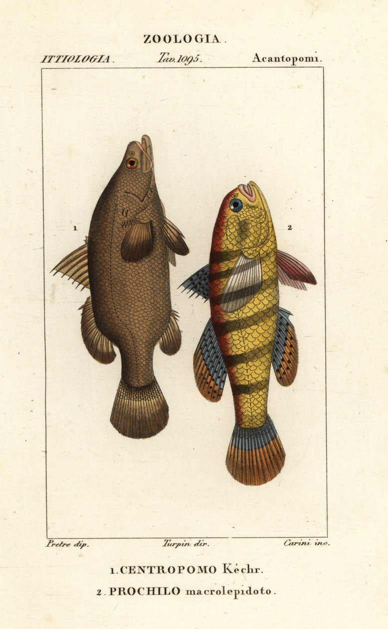 Nile perch and sleeper fish or gudgeon by Carini Carini
