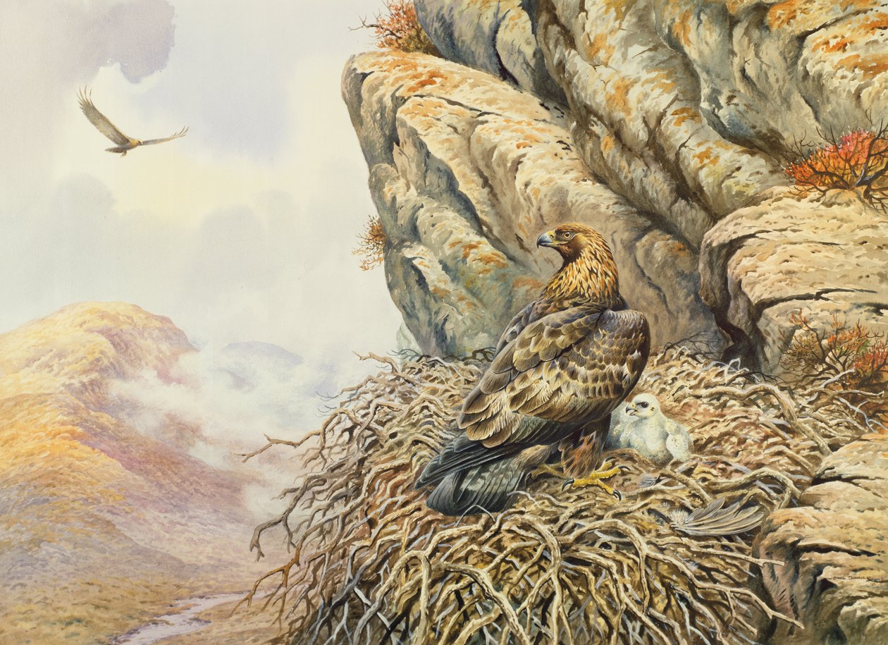 Golden Eagles at Eyrie by Carl Donner