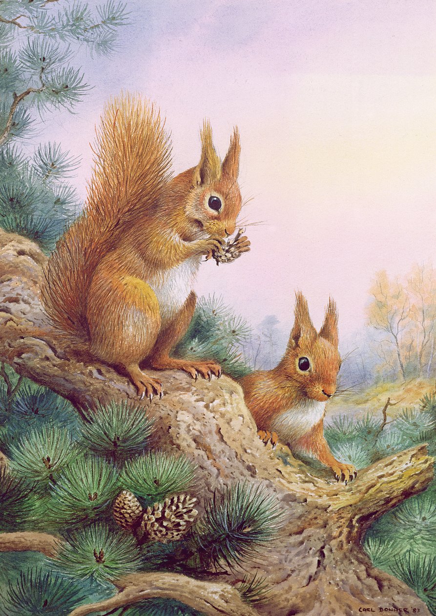 Pair of Red Squirrels on a Scottish Pine by Carl Donner