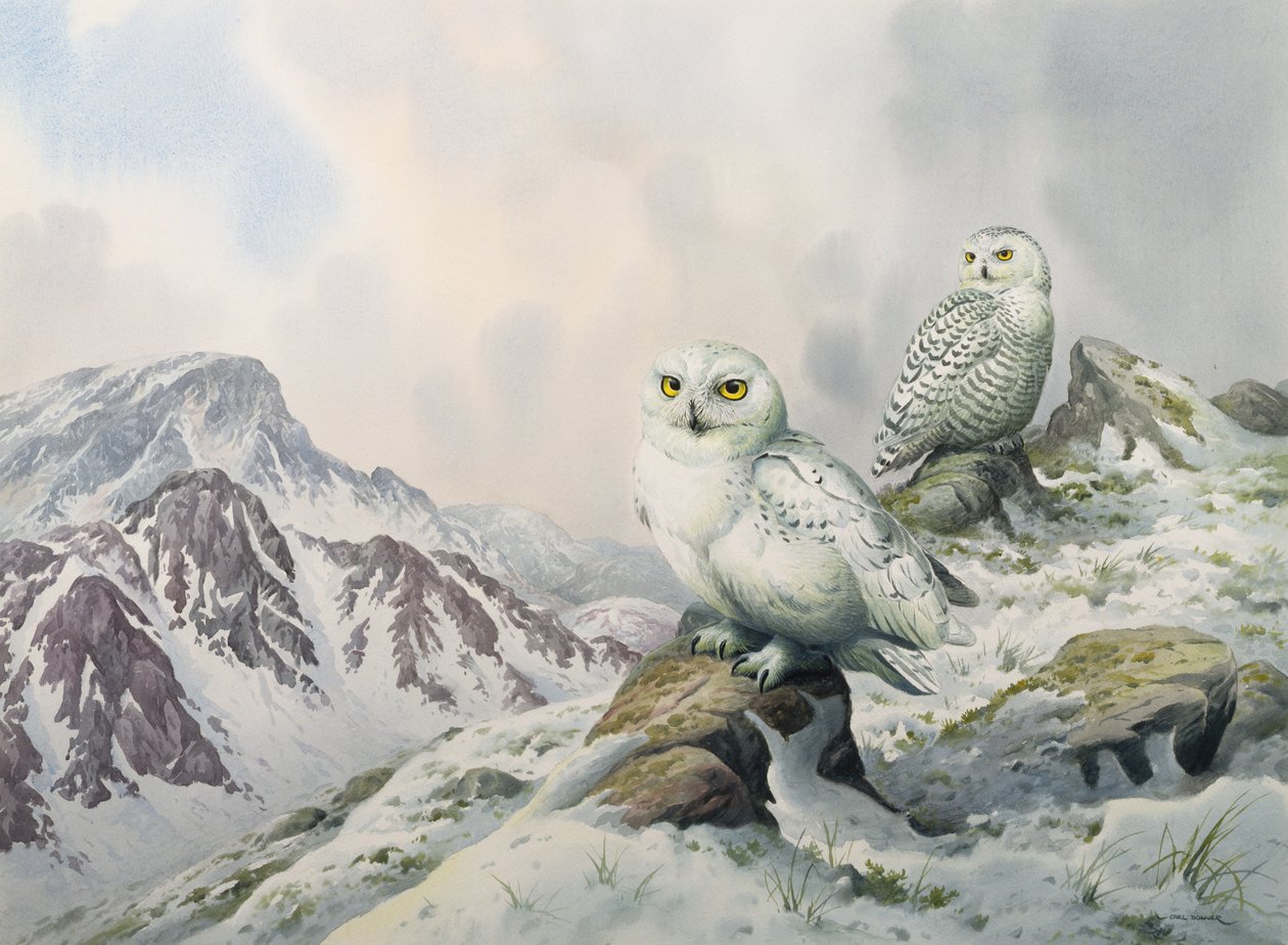 Pair of Snowy Owls in the Snowy Mountains, Australia by Carl Donner