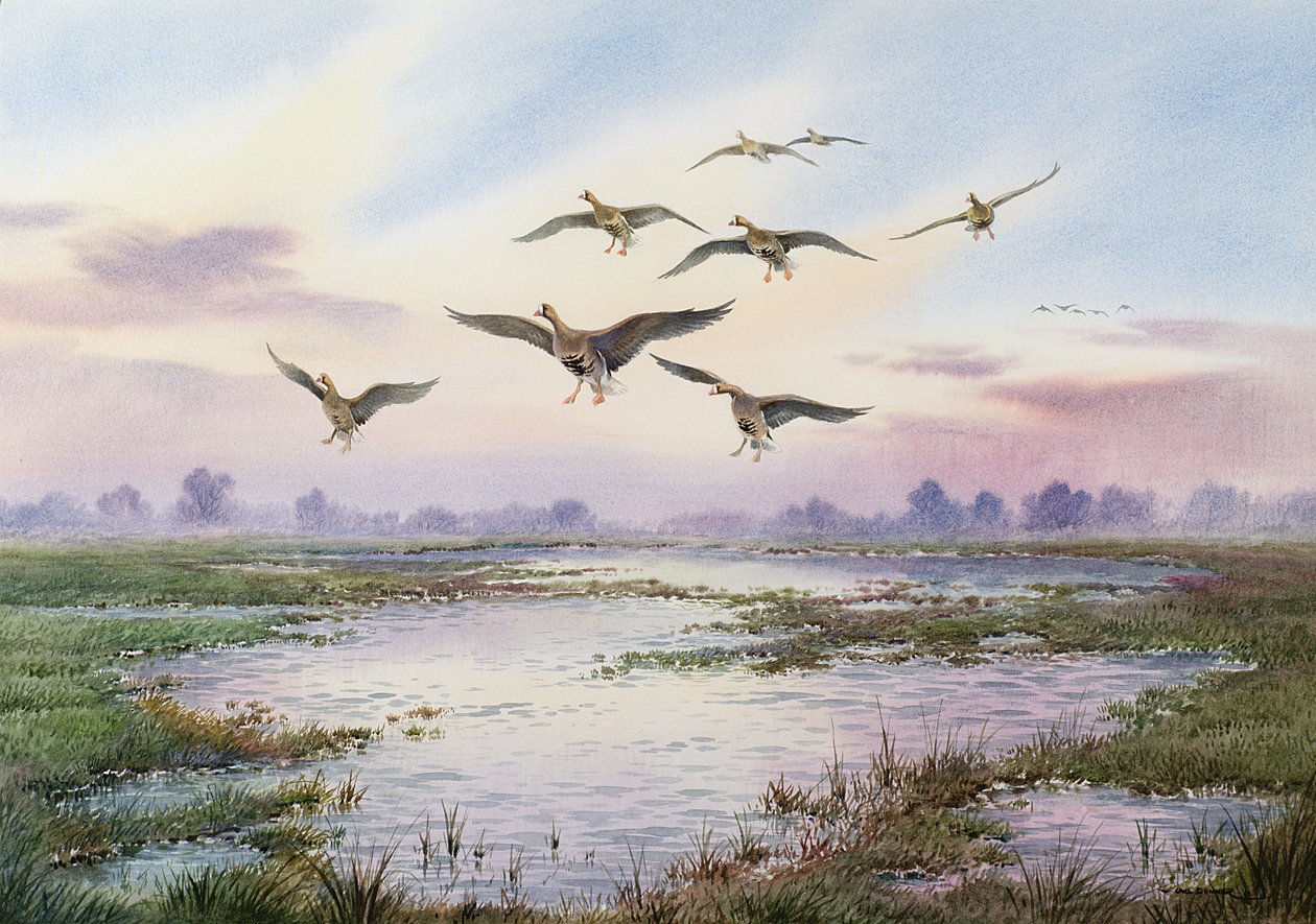White-Fronted Geese Alighting by Carl Donner