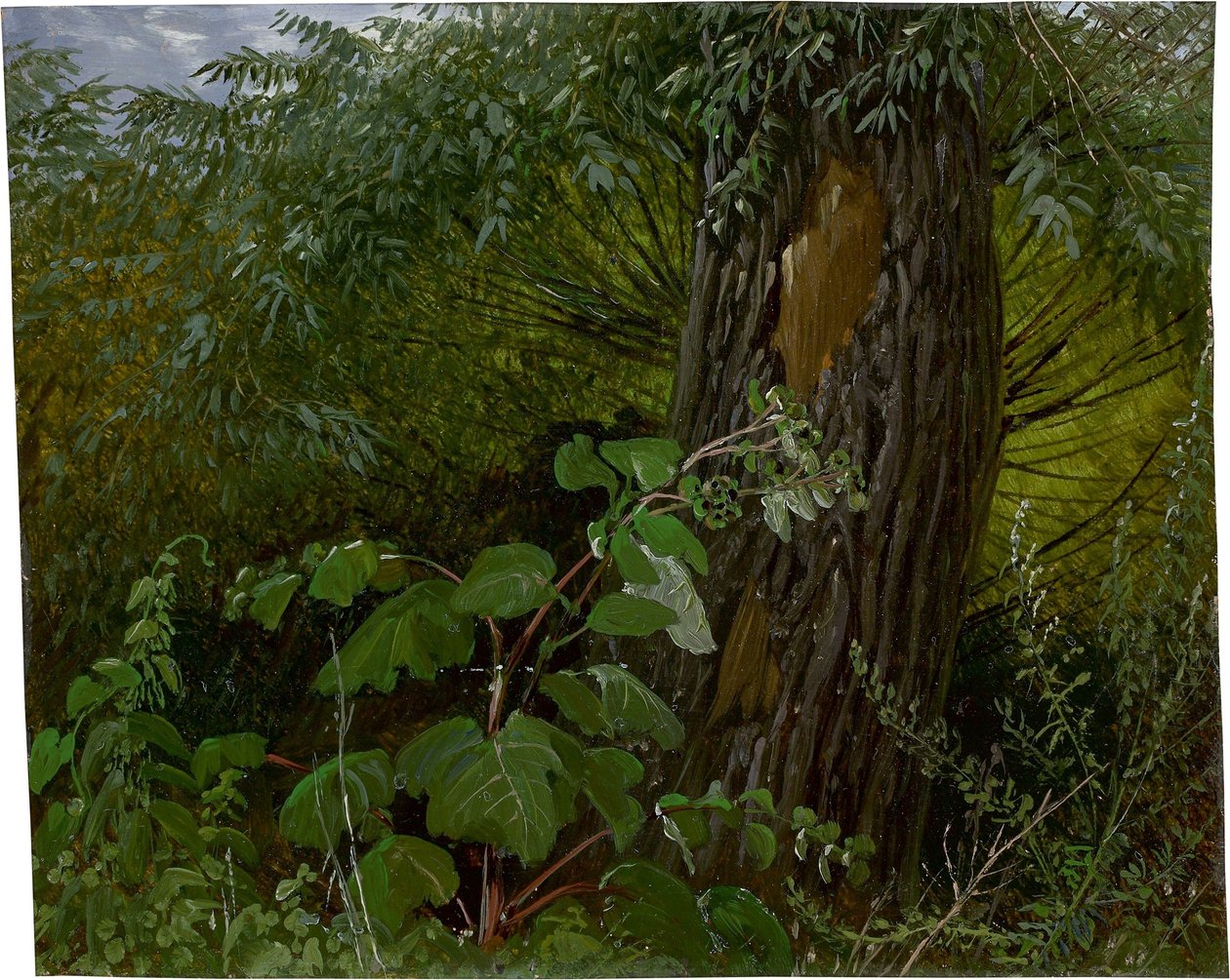 Willow Trunk with Undergrowth by Carl Gustav Carus