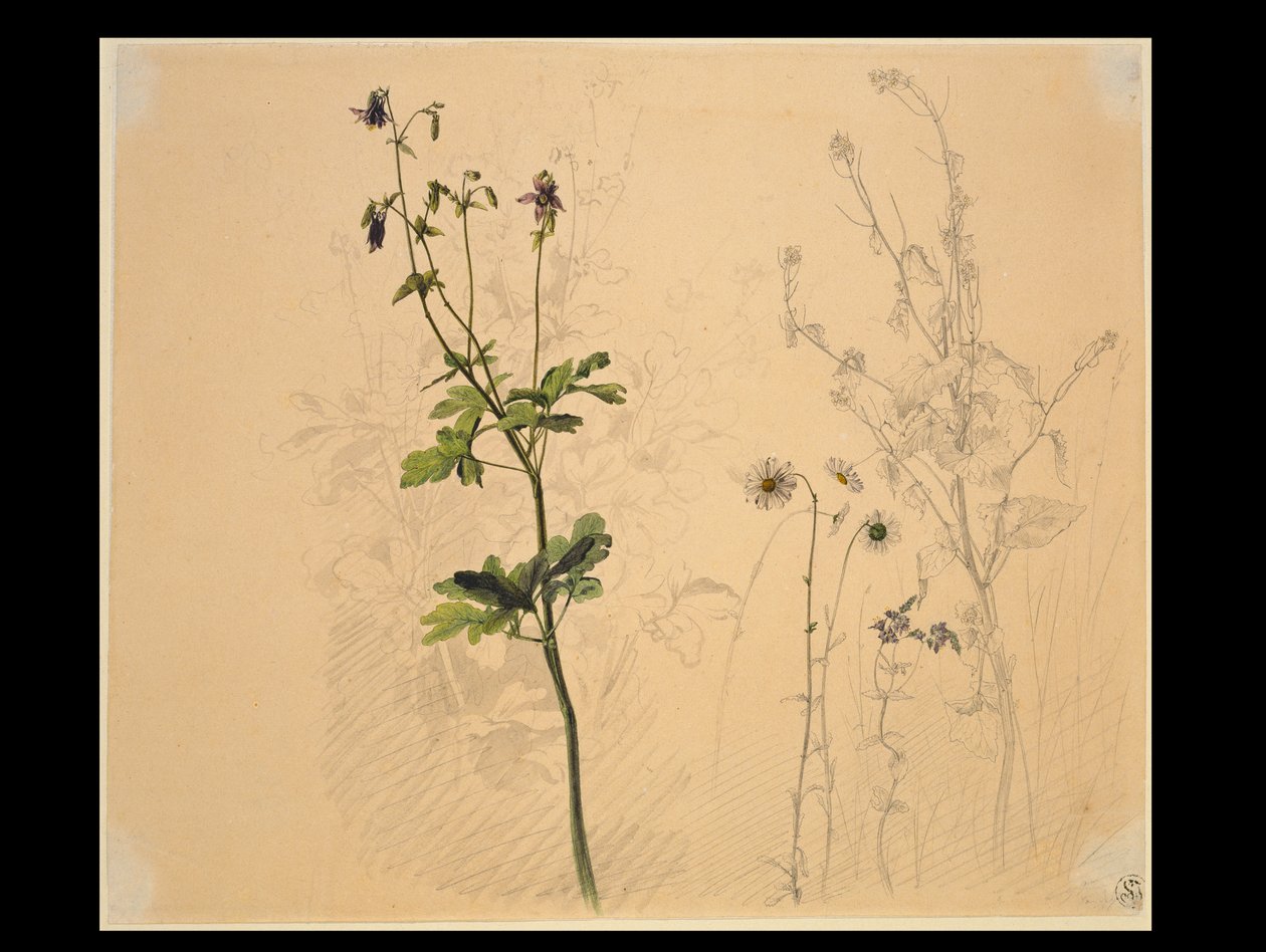 Columbine, Daisy, Garlic Mustard, and Lobelia by Carl Philipp Fohr
