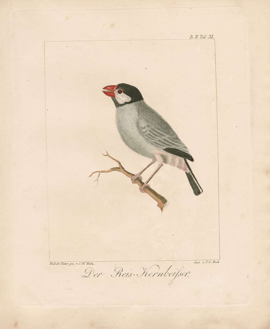 The Java Rice Finch by Carl Wilhelm Hahn