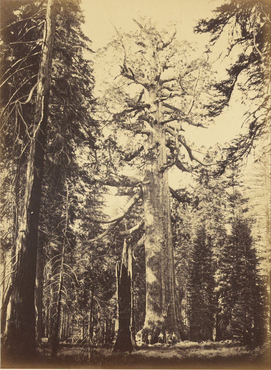 Sequoia Gigantea by Carleton E. Watkins