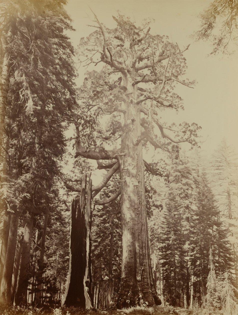 Grizzly Giant, Mariposa Grove by Carleton E. Watkins