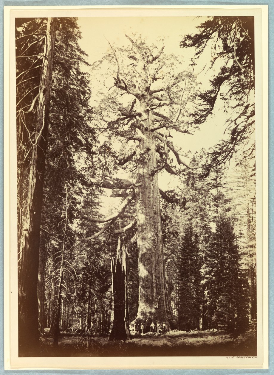 The Grizzly Giant, Mariposa Grove, Yosemite by Carleton E. Watkins