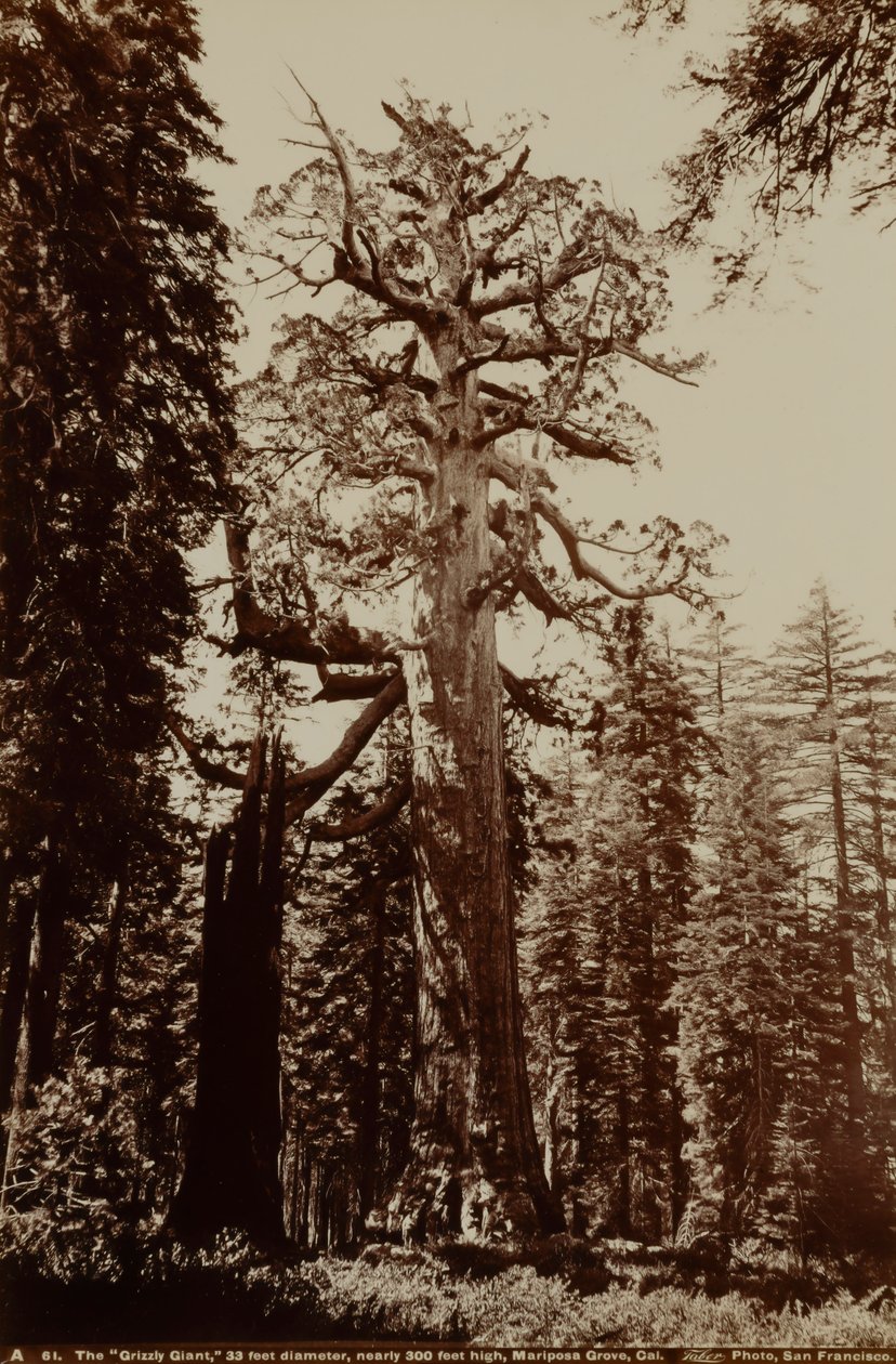 The Grizzly Giant, Mariposa Grove, Yosemite, California by Carleton E. Watkins