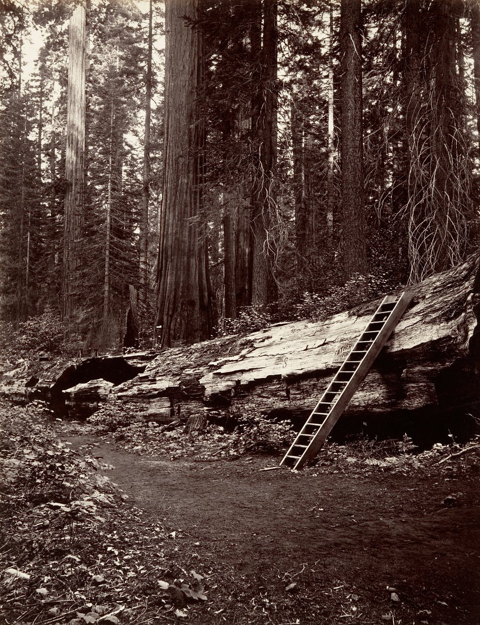 Father of the Forest, 1865-66, Printed ca. 1876 by Carleton Emmons Watkins