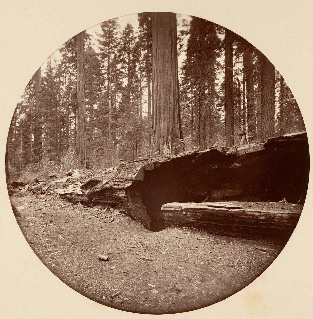 Mammoth Three Grove Hotel, Calaveras Co., Cal. by Carleton Emmons Watkins