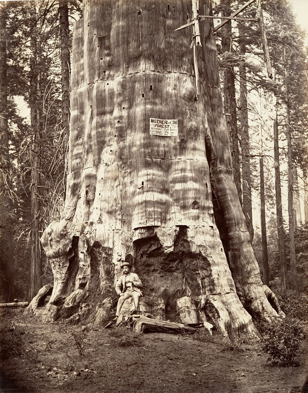 Mother of the Forest by Carleton Emmons Watkins