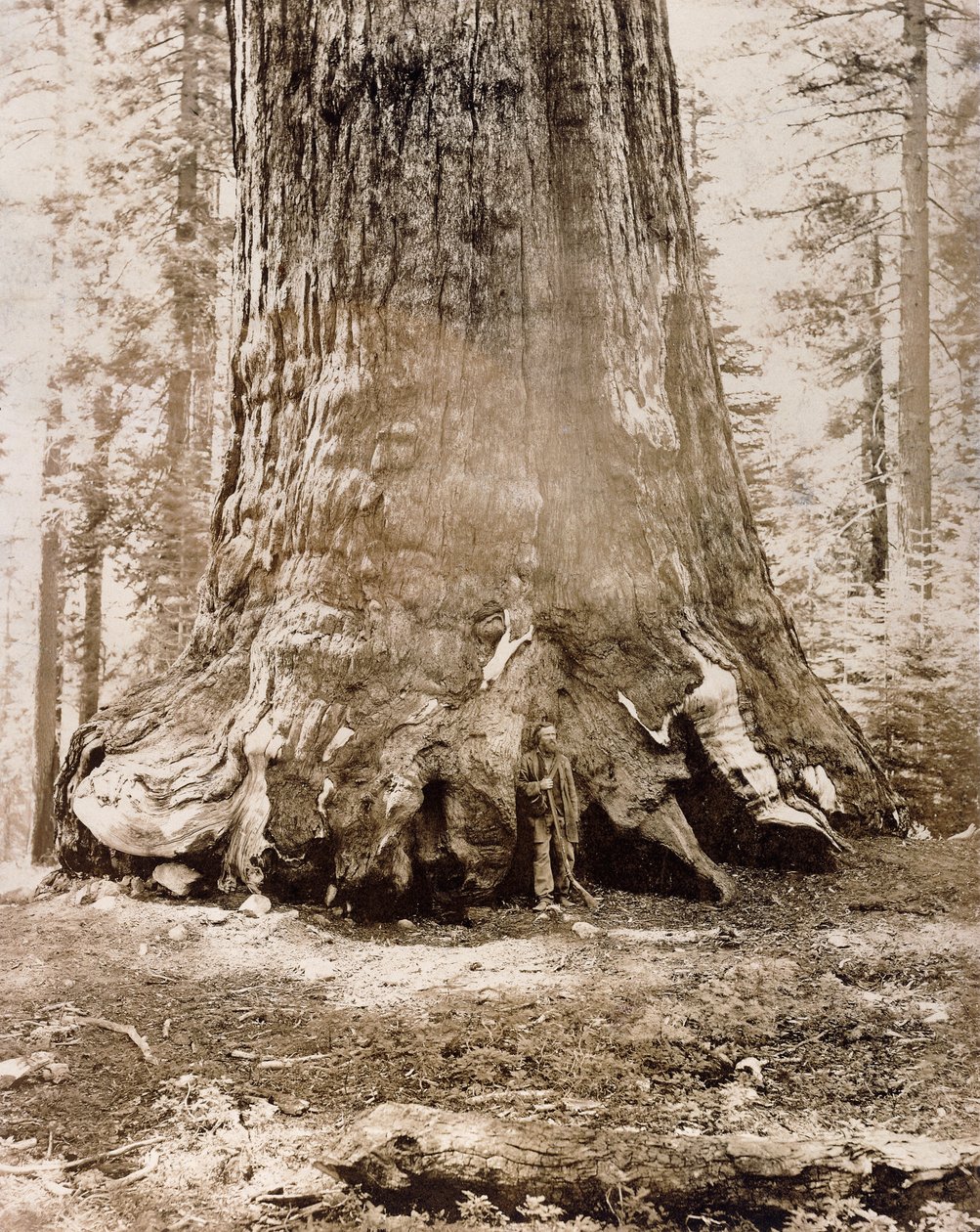 Trunk of the 