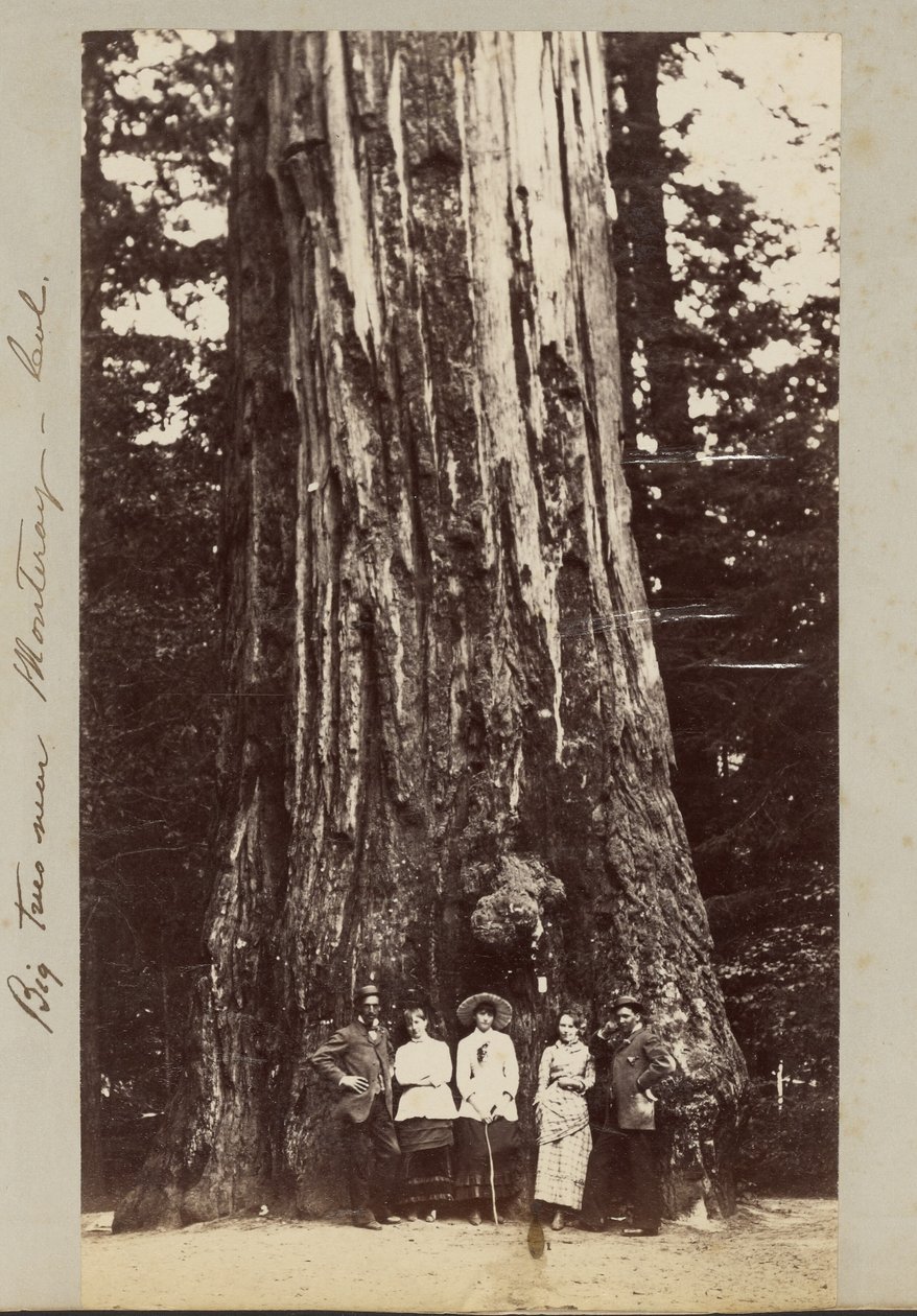 Big Trees near Monterey, California by Carleton Watkins