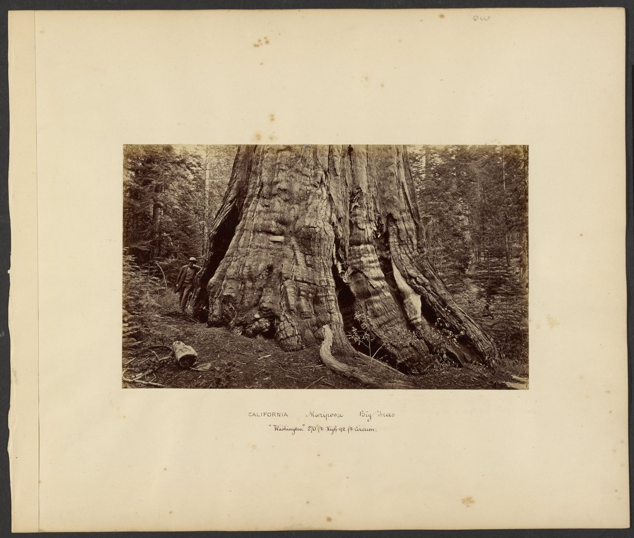 California - Mariposa Big Trees, "Washington" 270 ft. High, 92 ft. Circumference by Carleton Watkins