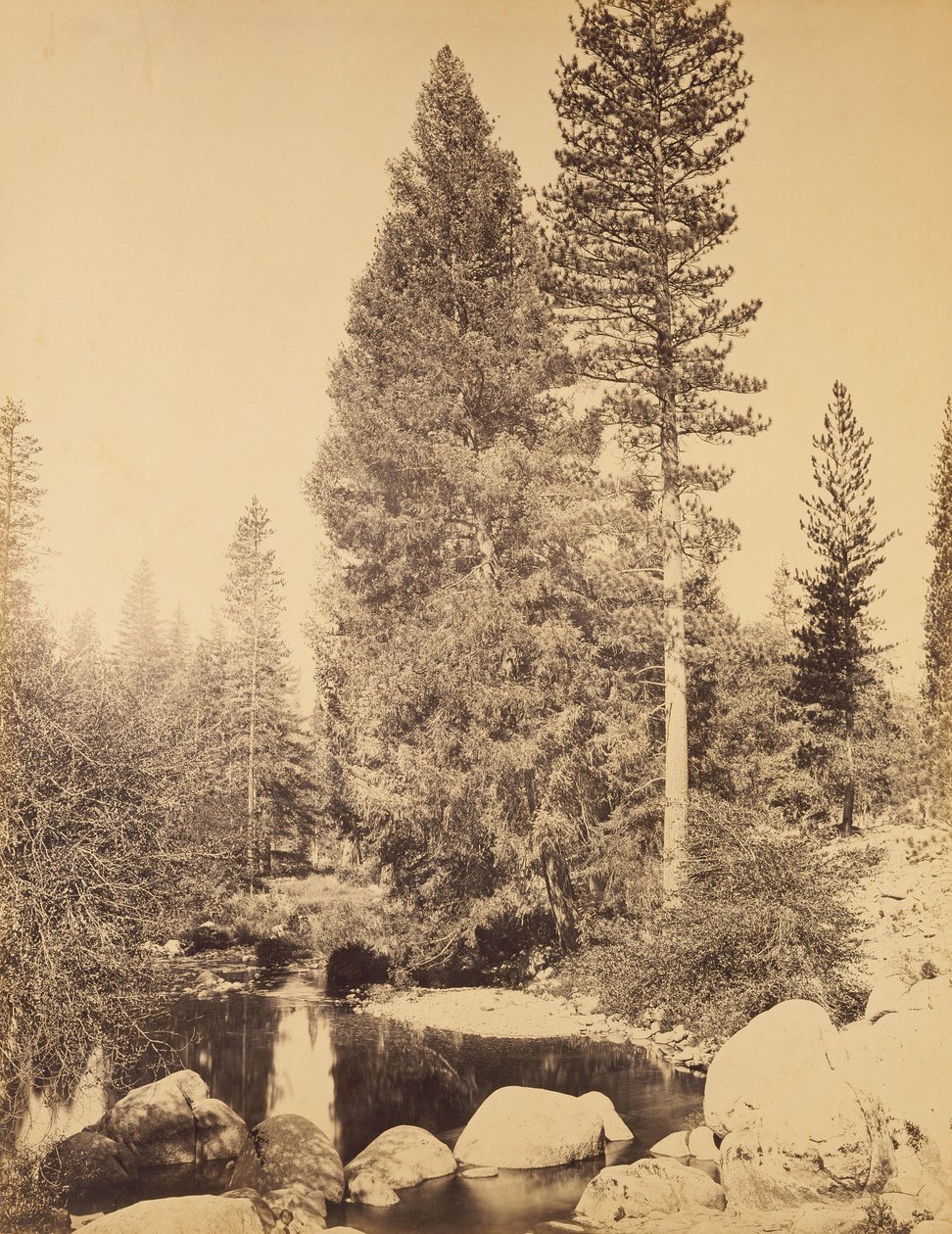 Douglas Fir at Clarks / The Douglas Fir by Carleton Watkins