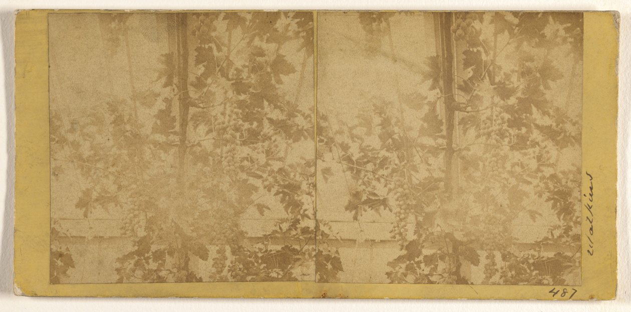 Grape Vines by Carleton Watkins