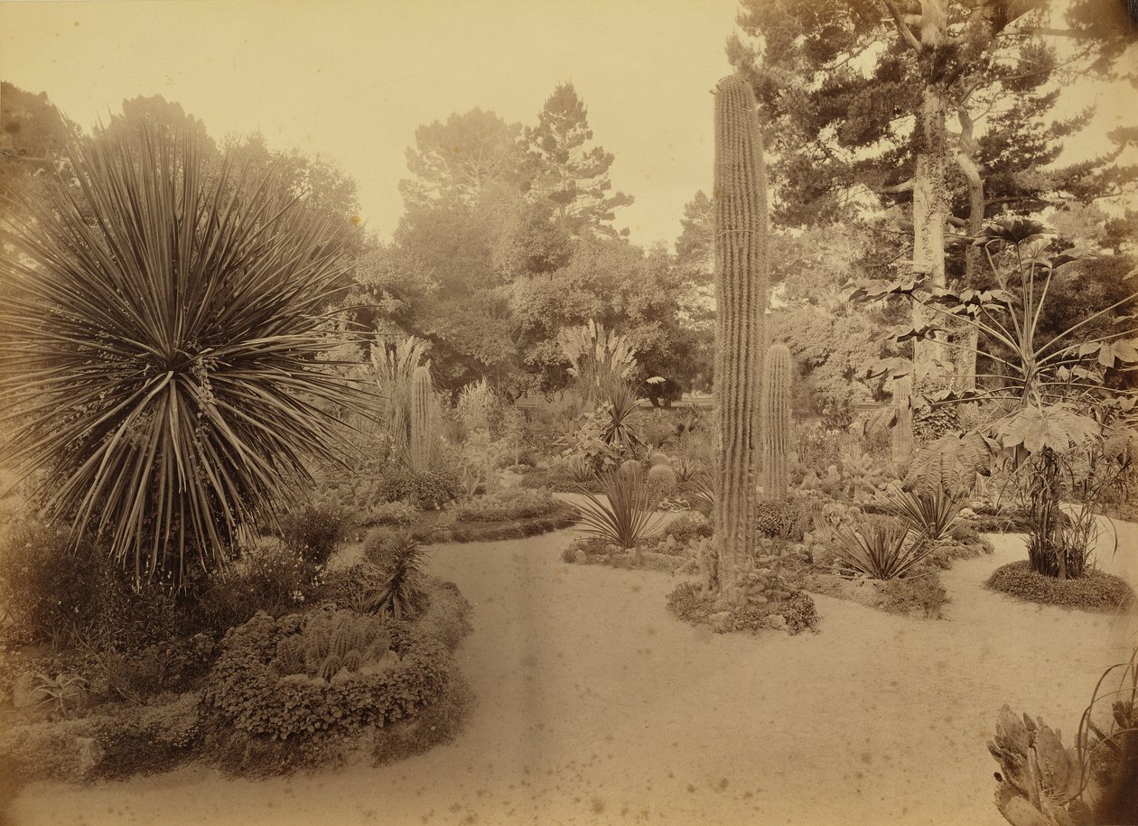 Monterey, California. Arizona Garden, Hotel Del Monte. by Carleton Watkins