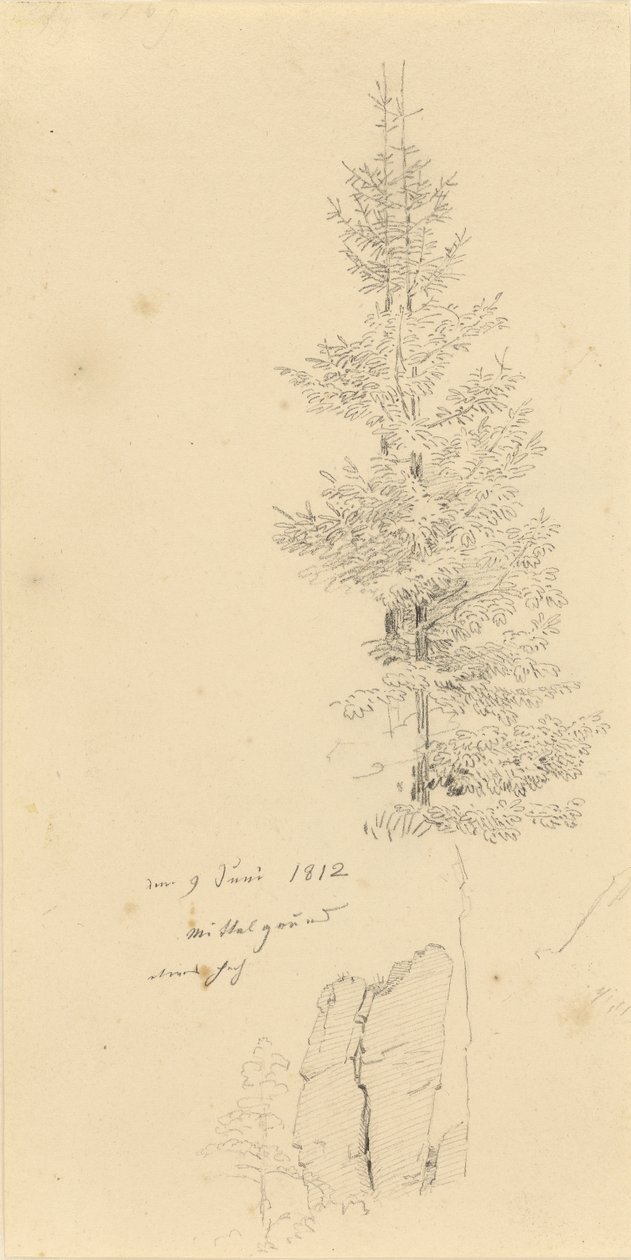 Study of Spruce Trees and a Rock by Caspar David Friedrich