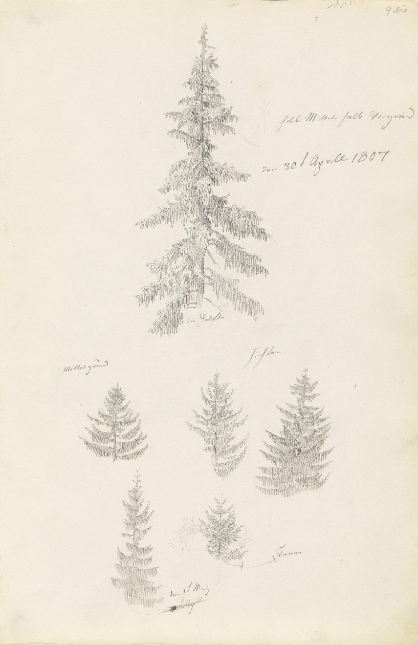 Six Studies of Spruces and Firs by Caspar David Friedrich
