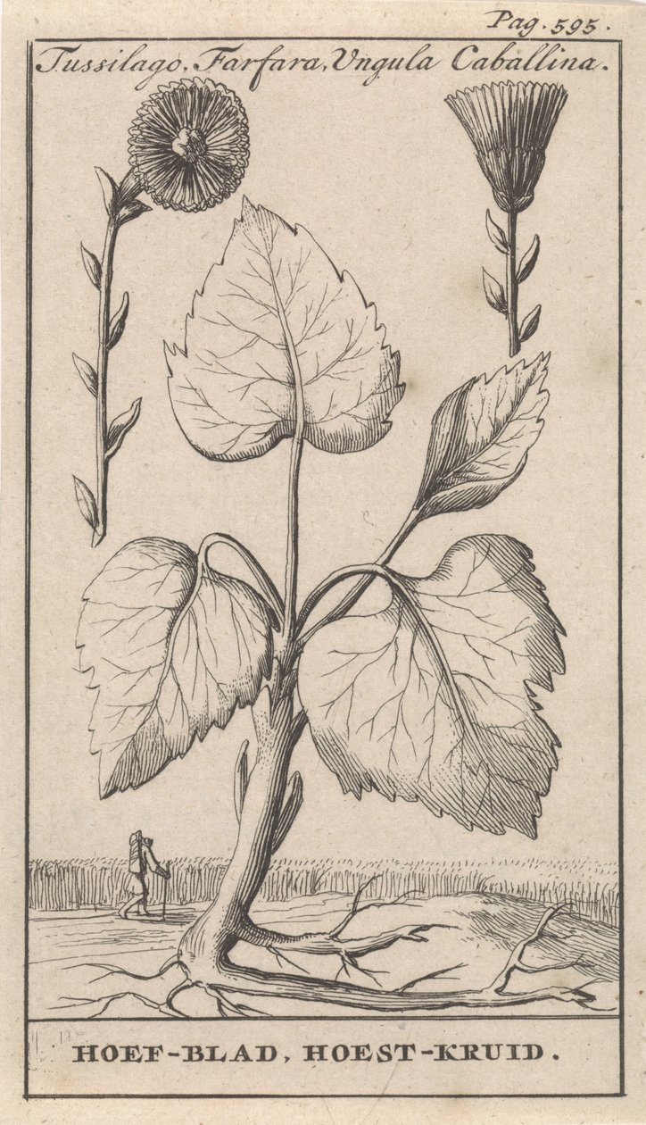 Coltsfoot with Coughwort by Caspar Luyken