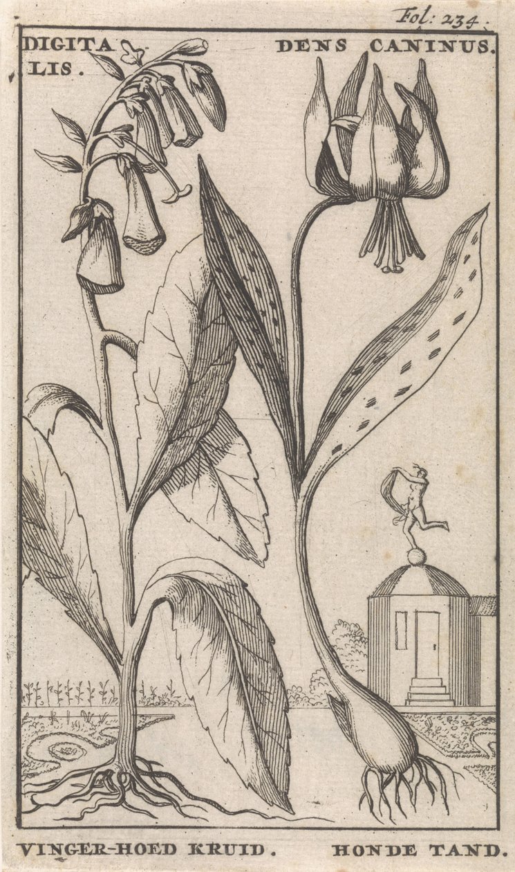 Title Page and Eight Prints with Flowers by Caspar Luyken
