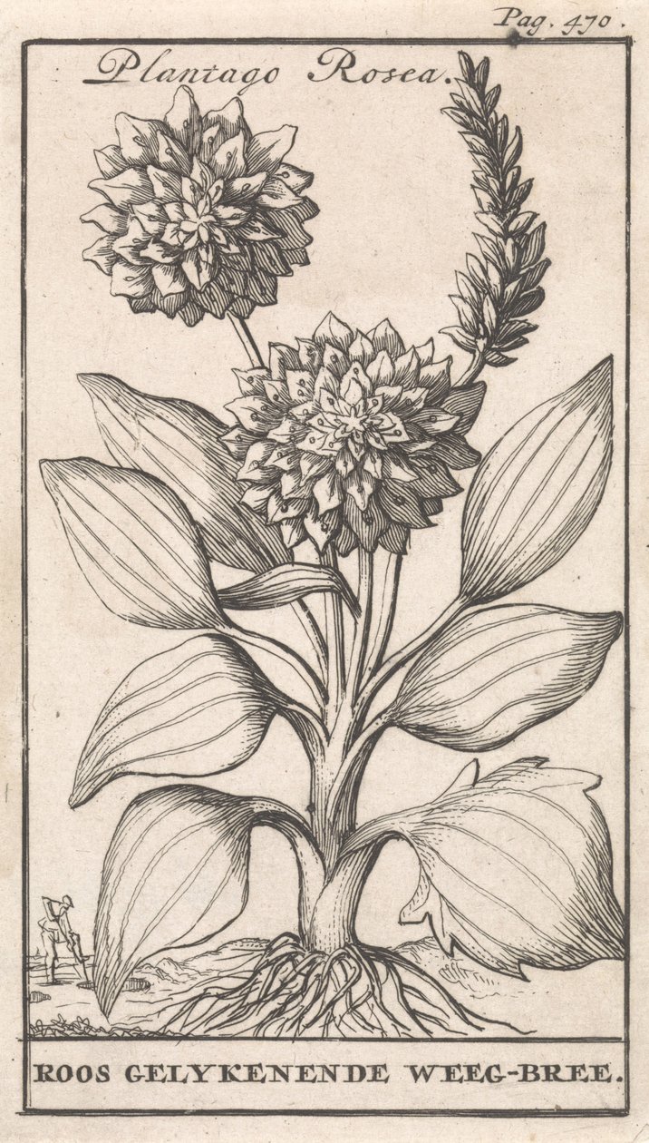 Title Page and Eight Prints with Flowers by Caspar Luyken