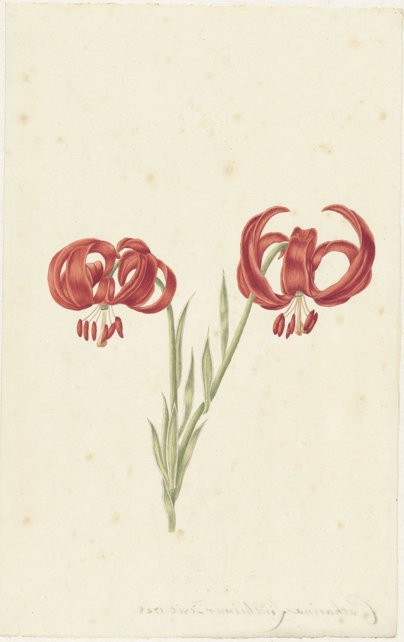 Red Lily by Catharina Lintheimer