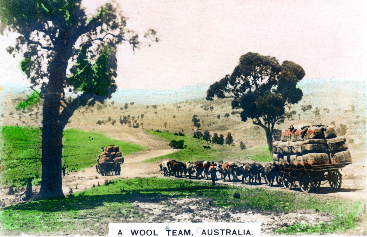 A Wool Team, Australia, c1920s by Cavenders Ltd