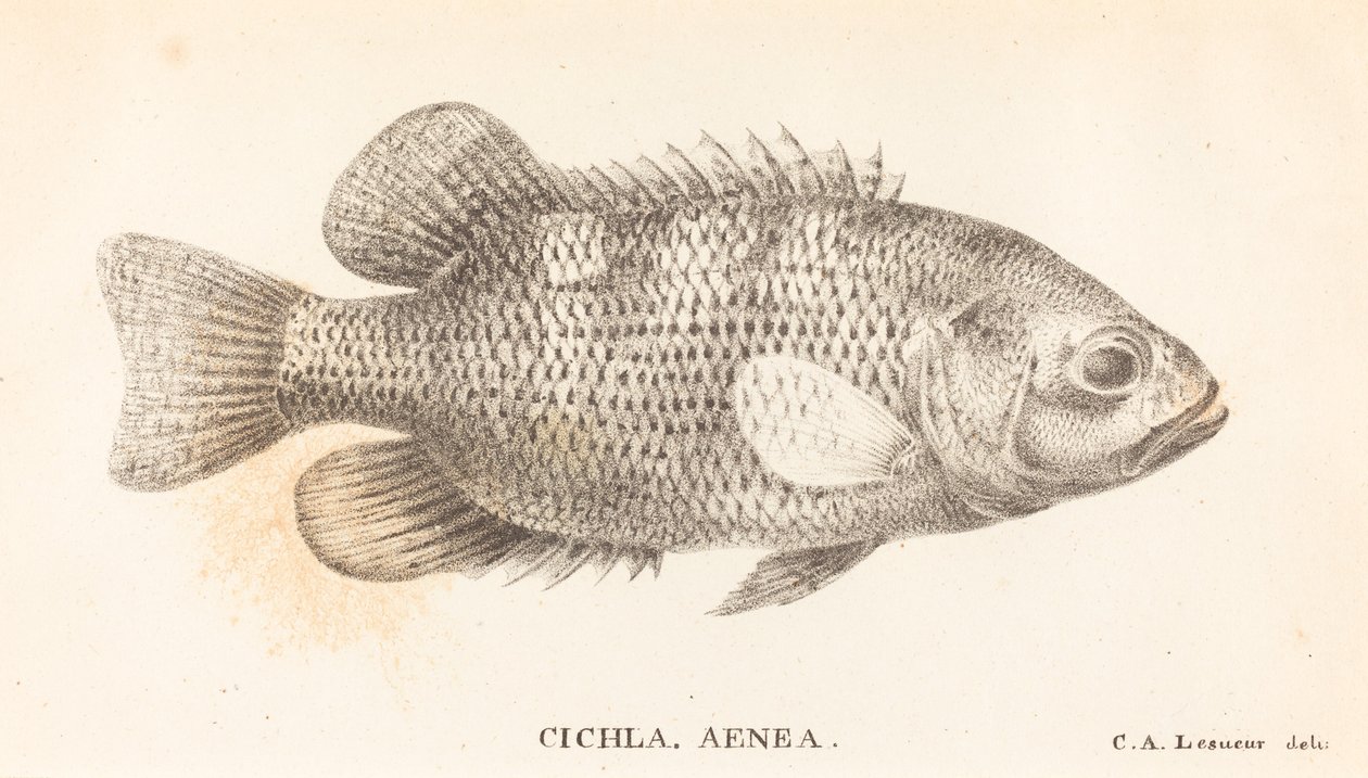 Cichla, Aenea by Charles Alexandre Lesueur