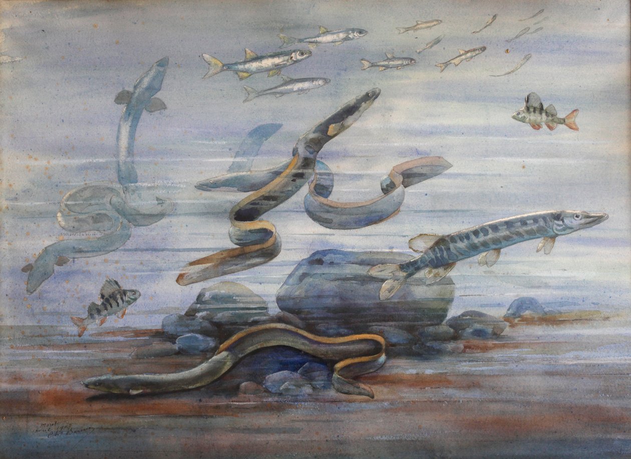 Sea Fish by Charles Bernier