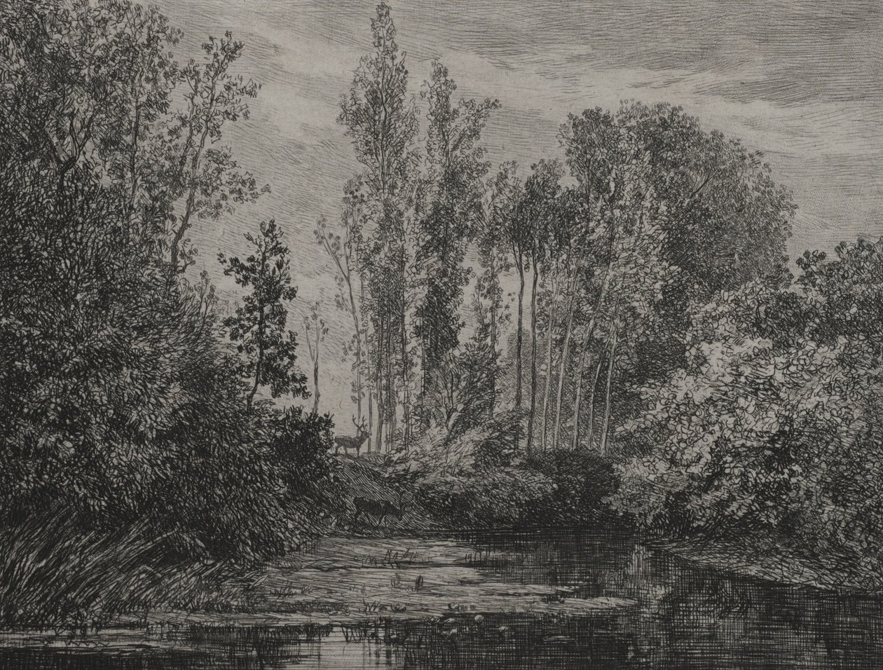 Stags at the Water