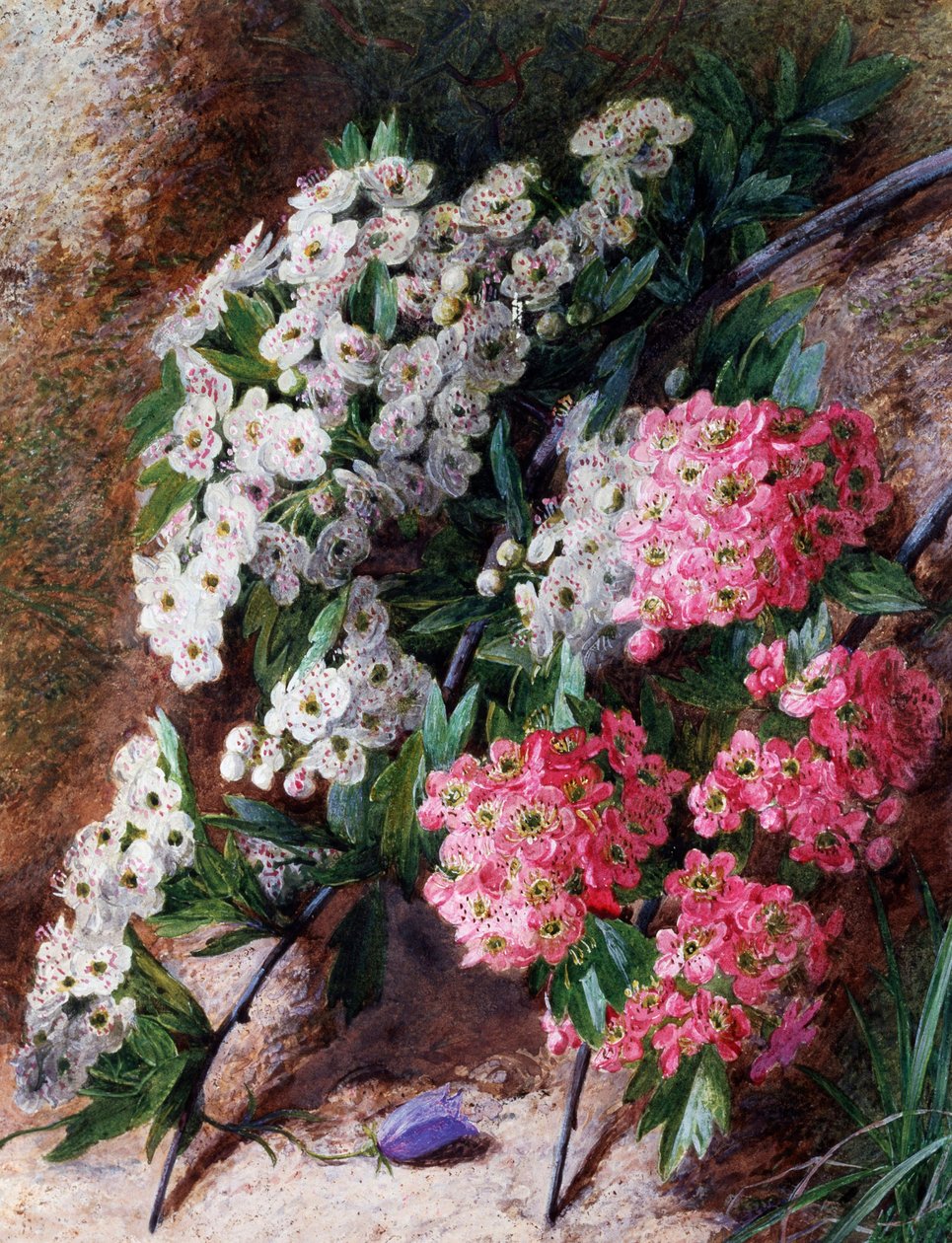 Flowers by Charles H. Slater