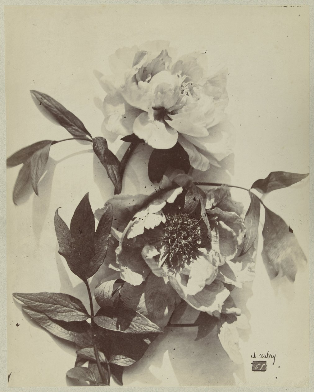 Flower Still Life with Peonies by Charles Hippolyte Aubry