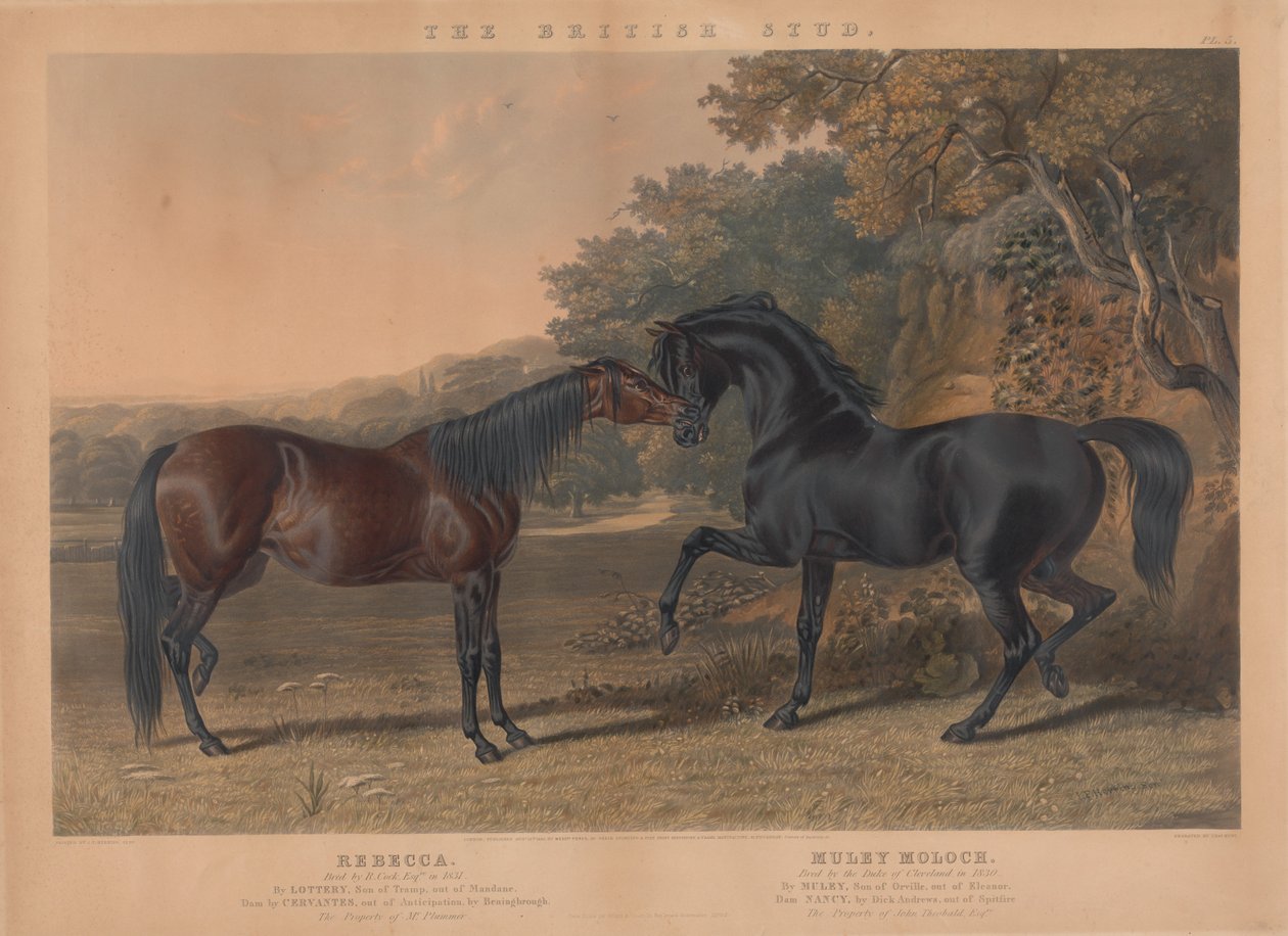 The British Stud: Plate 5 by Charles Hunt