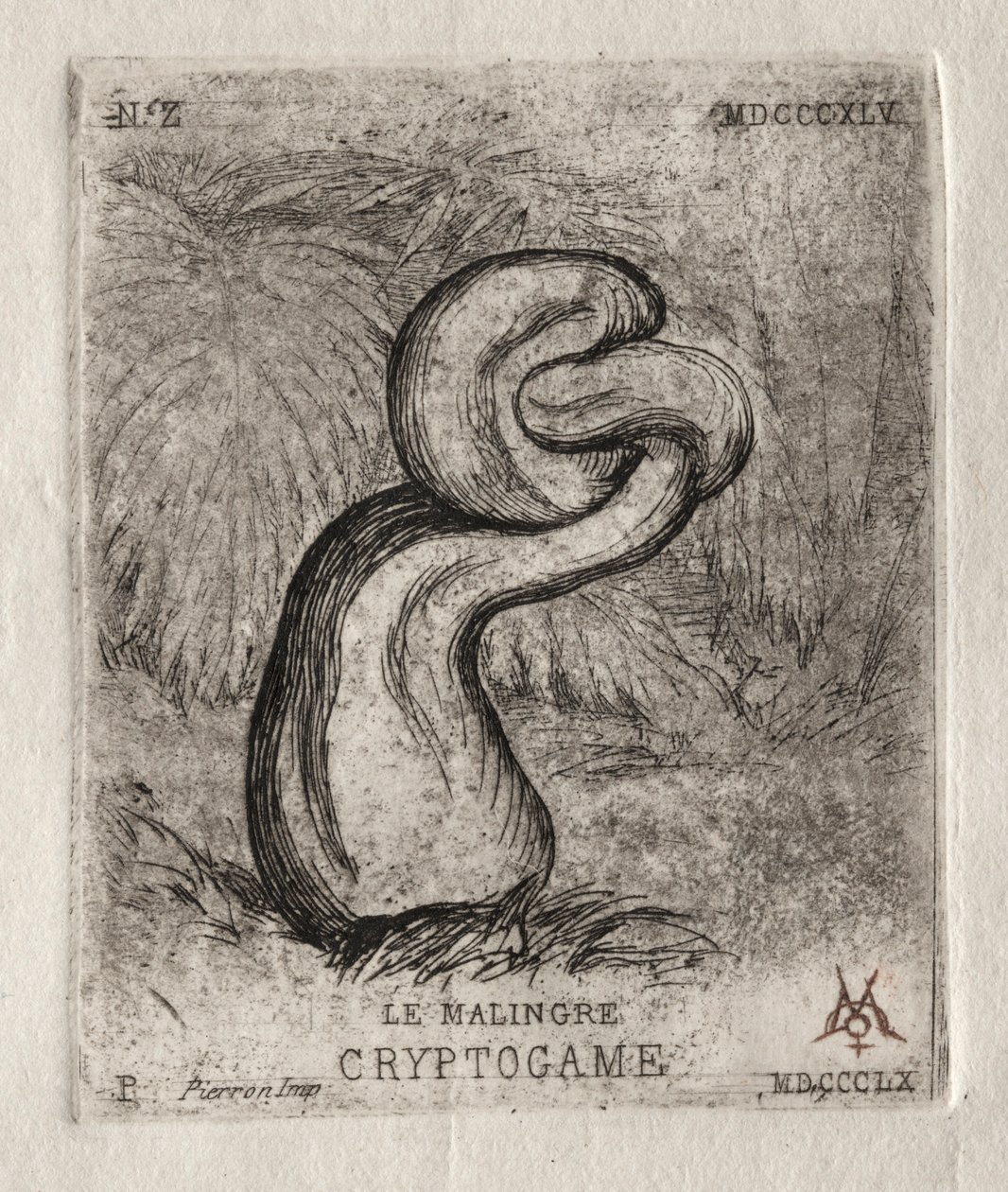 The Sickly Cryptogam by Charles Meryon