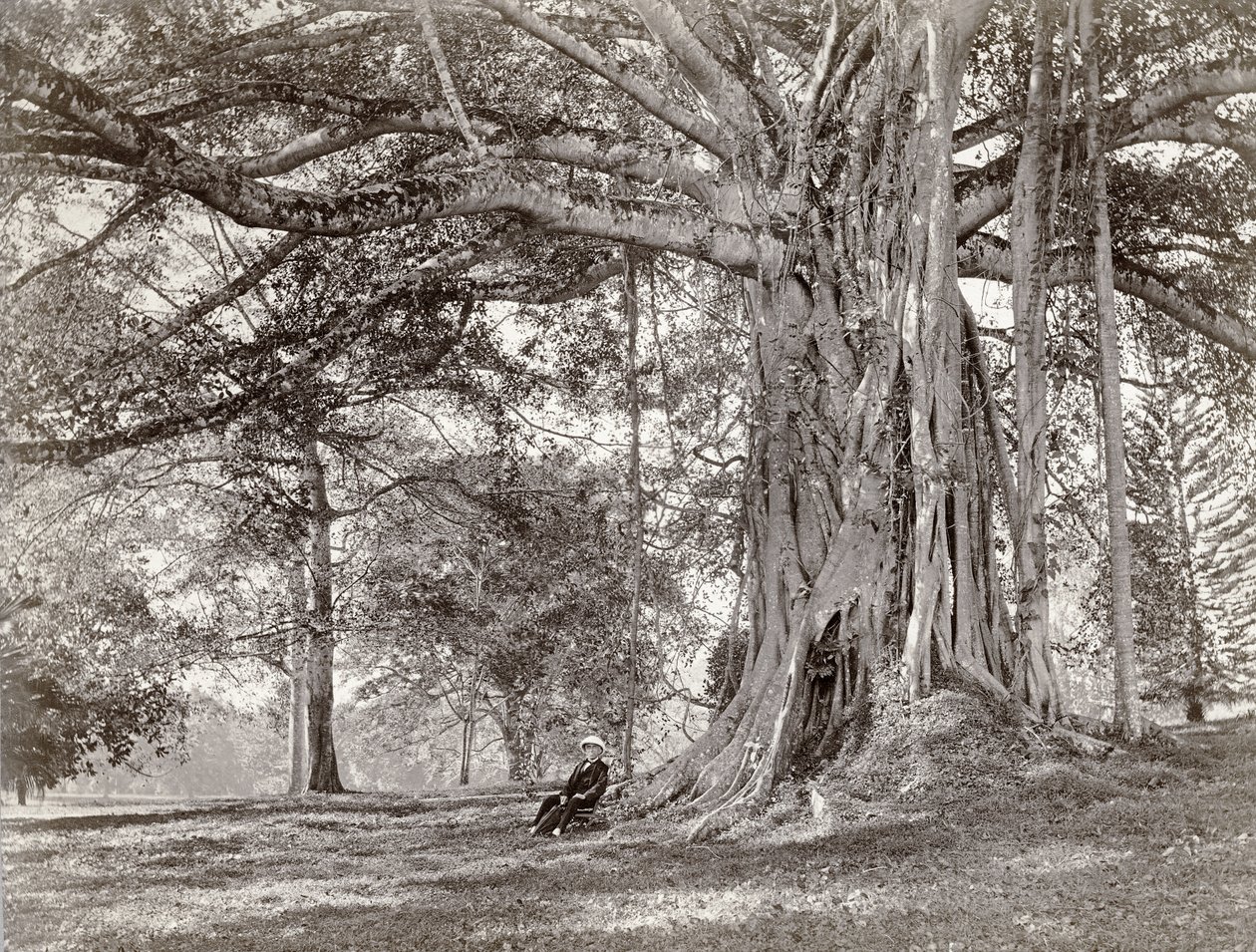 A Gentleman Sitting Beneath a Large Native Tree in British Ceylon, Now Called Sri Lanka, 1880s by Charles T Scowen and Co