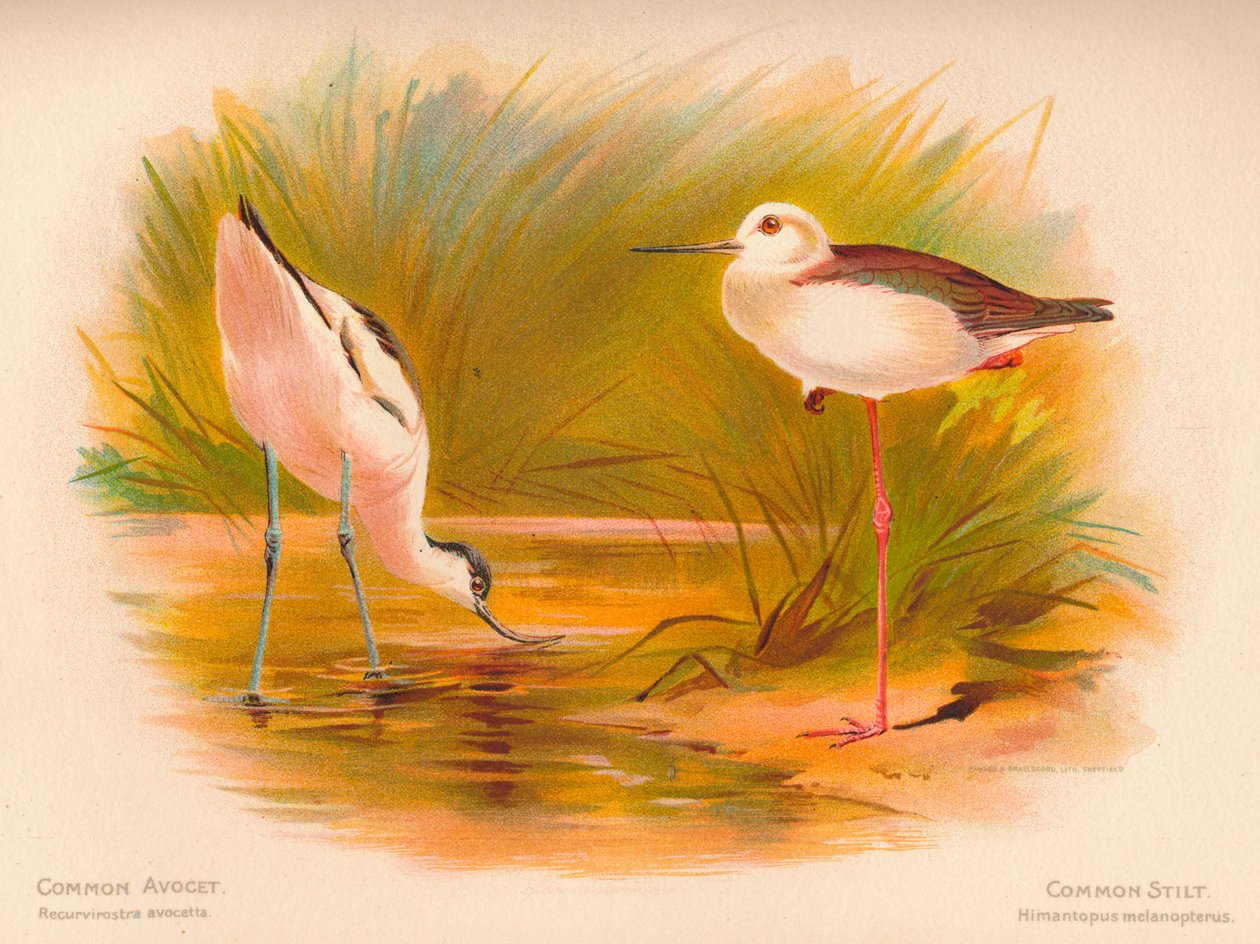 Common Avocet Recurvirostra avocetta, Common Stilt Himantopus melanopterus by Charles Whymper