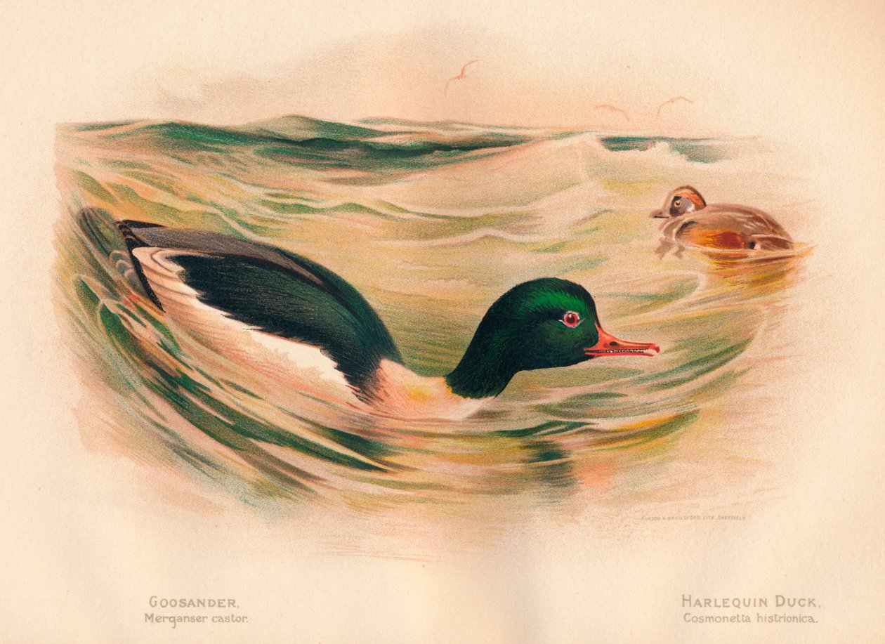 Goosander Merganser castor, Harlequin Duck Cosmonetta histrionica by Charles Whymper