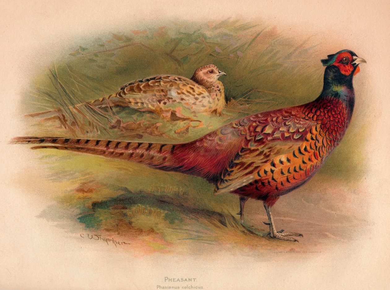 Pheasant Phasianus colchicus, 1900 by Charles Whymper