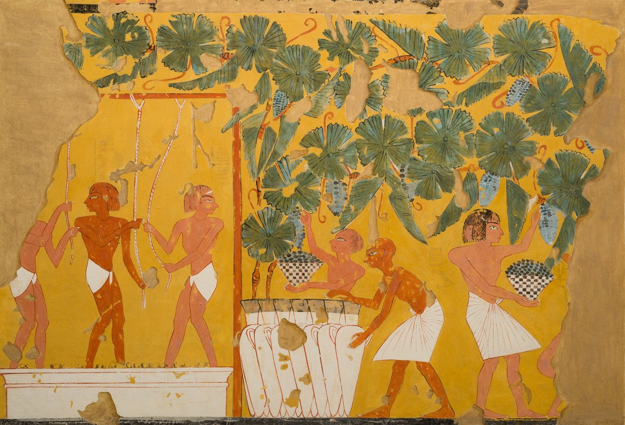 Winemaking, Tomb of Ipuy by Charles Wilkinson